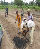 Super Vegetable Garden field Application