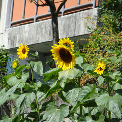 Sunflowers growing on the Balcony